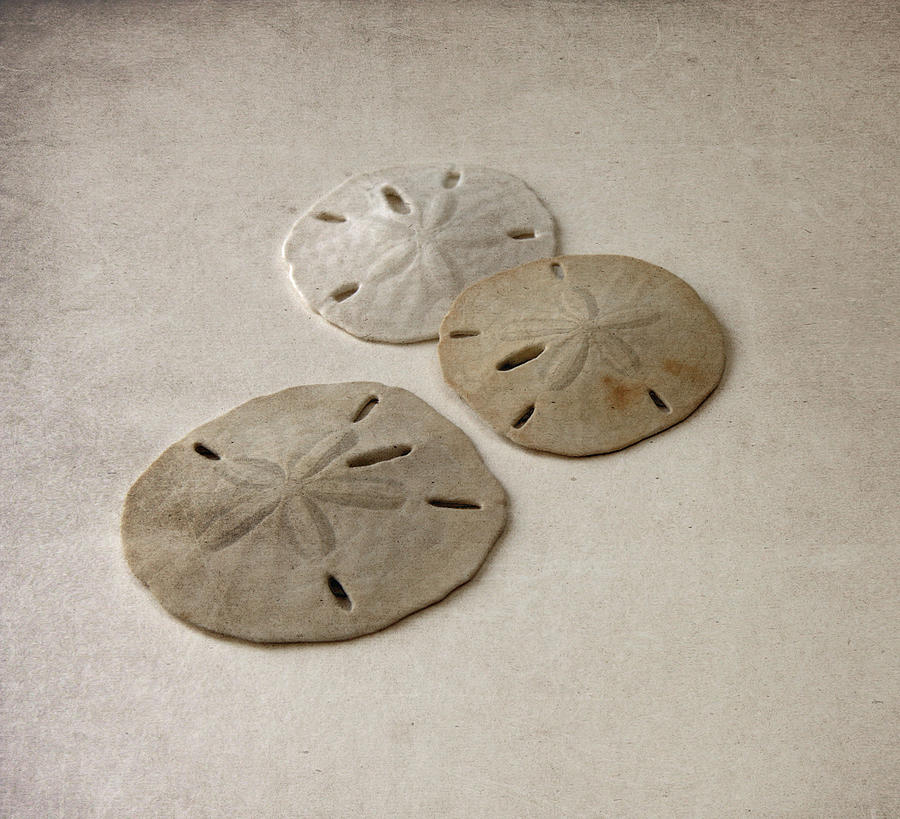 Vintage Photograph - Gray Taupe and Beige Sand Dollars by Brooke T Ryan
