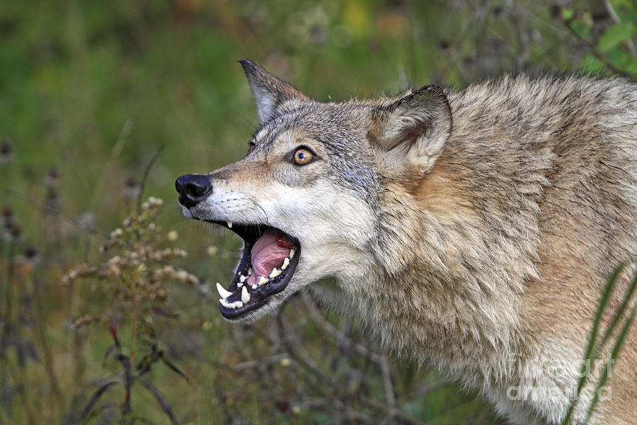 Gray Timber Wolf Snarling, Canis Lupus Photograph by M. Watson