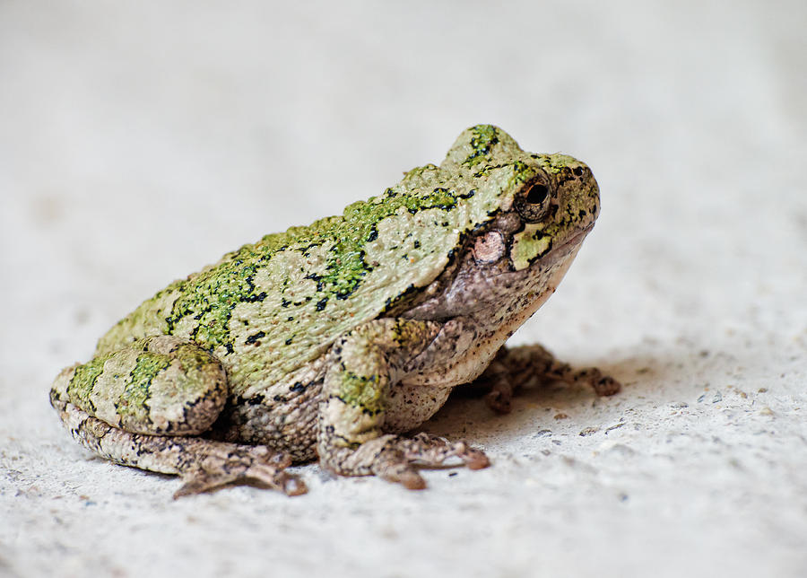 Gray Tree Frog Photograph by Jim Zablotny