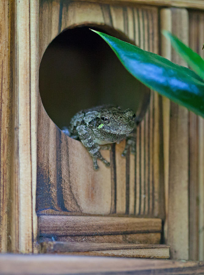 Gray Tree Frog Photograph by Melinda Fawver
