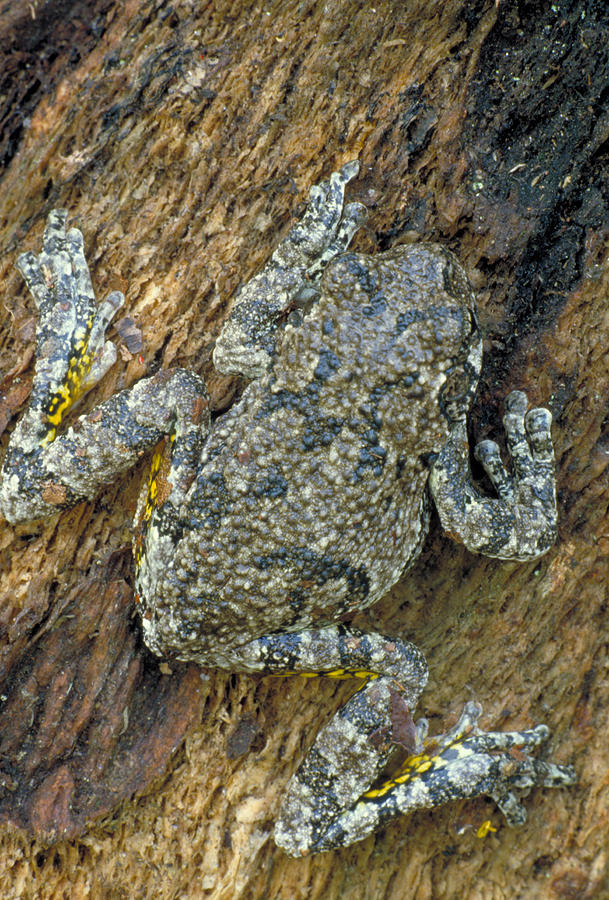 Gray Tree Frog Photograph by Michael P. Gadomski