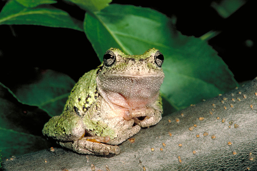 Gray Tree Frog Photograph by Nicholas Bergkessel Jr
