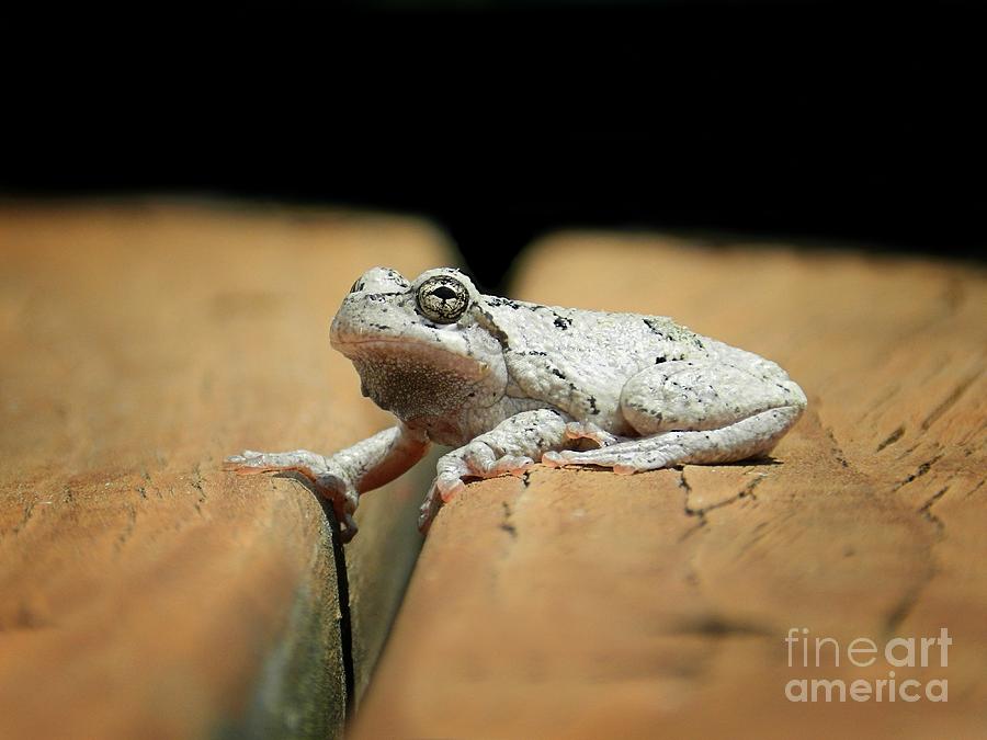 Gray Tree Frog Photograph by Sharon Woerner