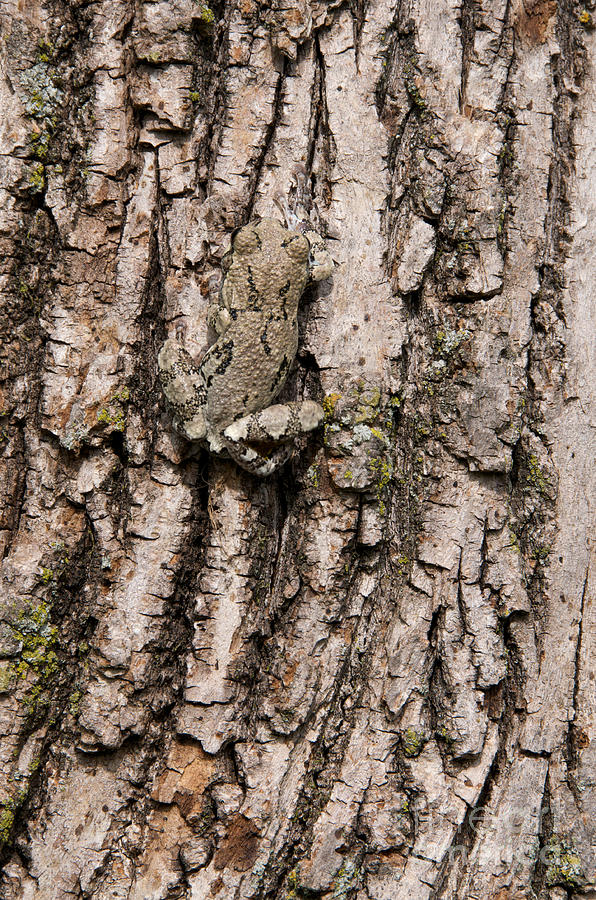 Gray Tree Frog Photograph by Stephen J Krasemann