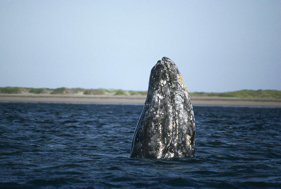 Gray Whale Adult Spy-hopping  Magdalena Photograph by Tui De Roy