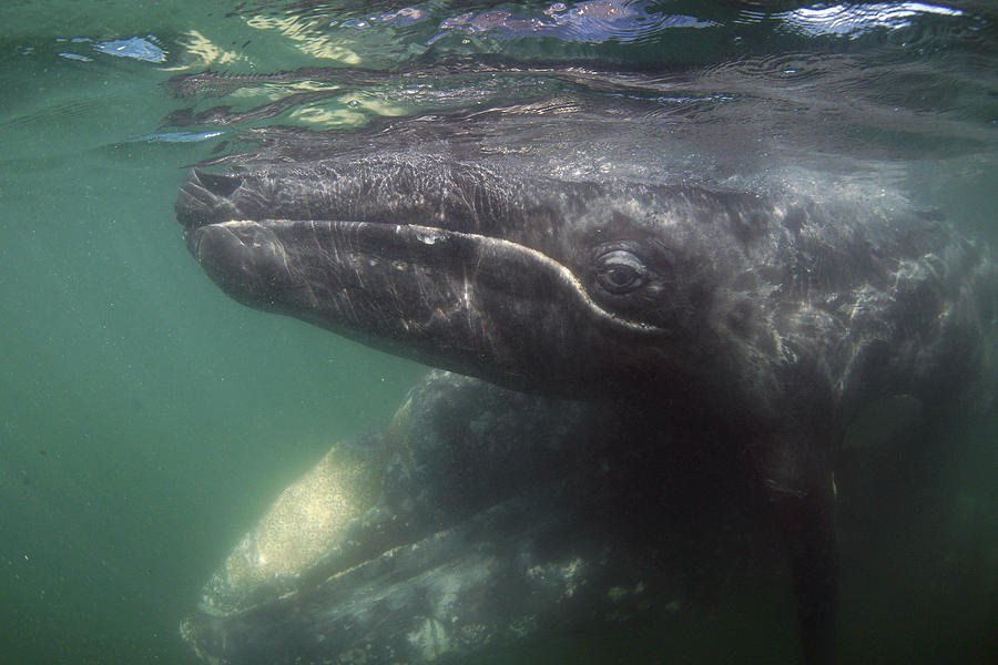 Gray Whale And Calf San Ignacio Lagoon Photograph by Hiroya Minakuchi