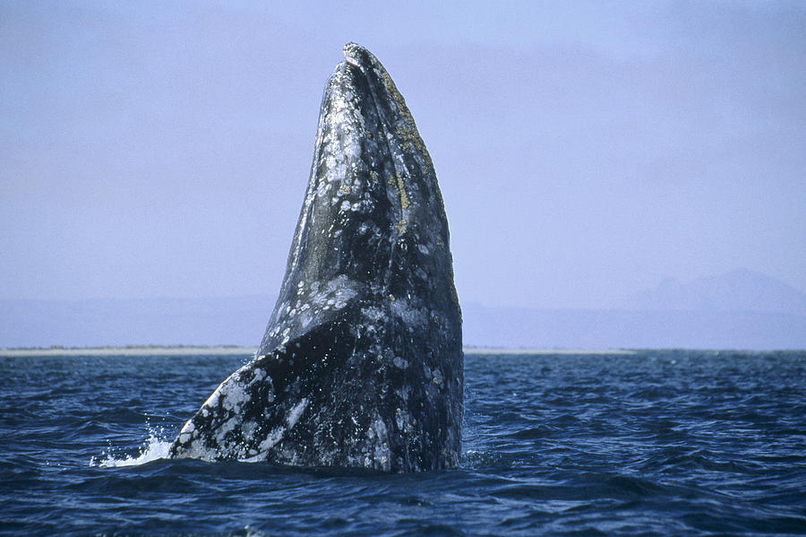 Gray Whale Breaching Pacific Ocean Photograph by Konrad Wothe