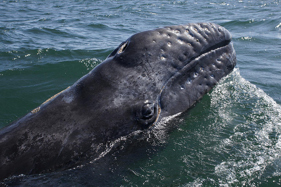 Gray Whale Calf San Ignacio Lagoon Photograph by Hiroya Minakuchi