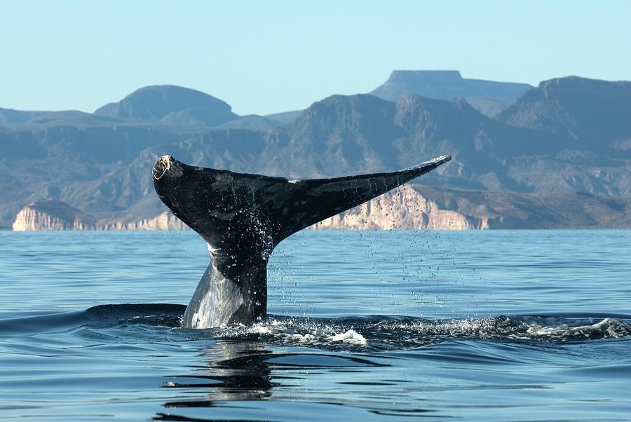 Gray Whale Fluking Photograph by Christopher Swann/science Photo Library