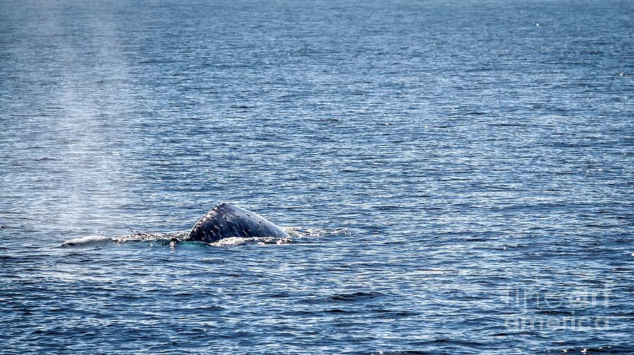 Gray Whale Photograph by Henrik Lehnerer