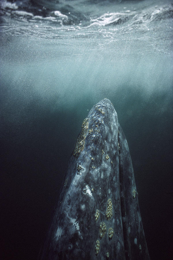 Gray Whale Magdalena Bay Baja California Photograph by Tui De Roy