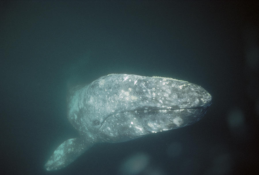 Gray Whale Magdalena Bay Baja Photograph by Tui De Roy