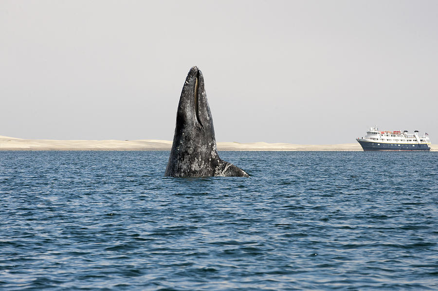 Gray Whale Spy-hopping Baja California Photograph by Flip Nicklin