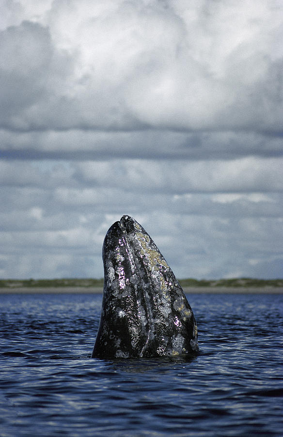 Gray Whale Spy-hopping Baja California Photograph by Tui De Roy