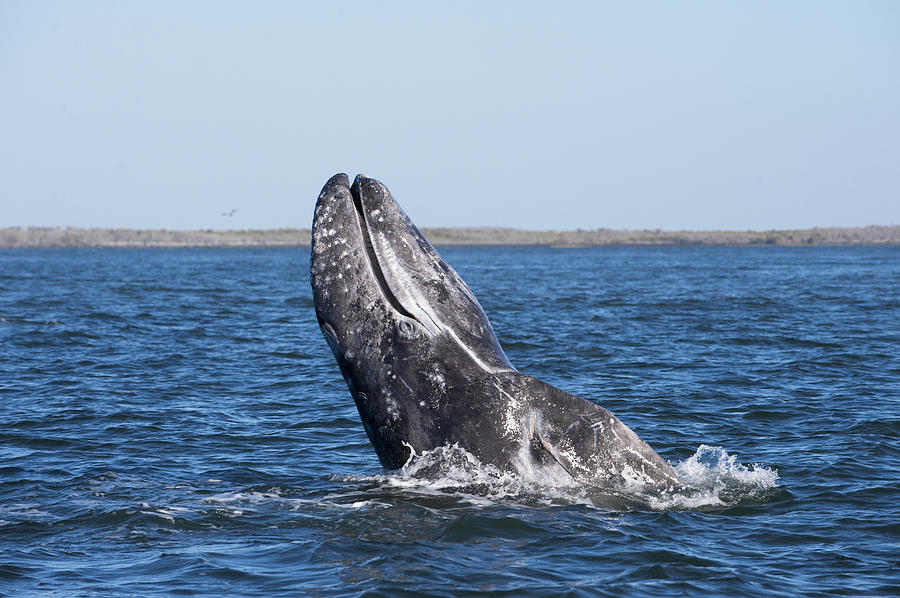 Gray Whale Spyhopping Magdalena Bay Baja Photograph by Flip Nicklin