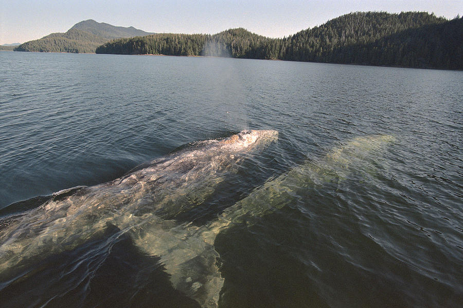 Gray Whale Surfacing Clayoquot Sound Photograph by Flip Nicklin