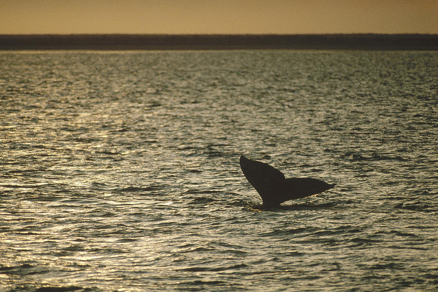 Gray Whale Tail At Sunset Baja Mexico Photograph by Flip Nicklin