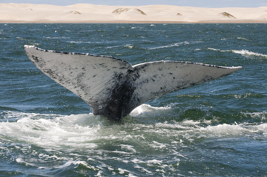 Gray Whale Tail Baja California Mexico Photograph by Flip Nicklin
