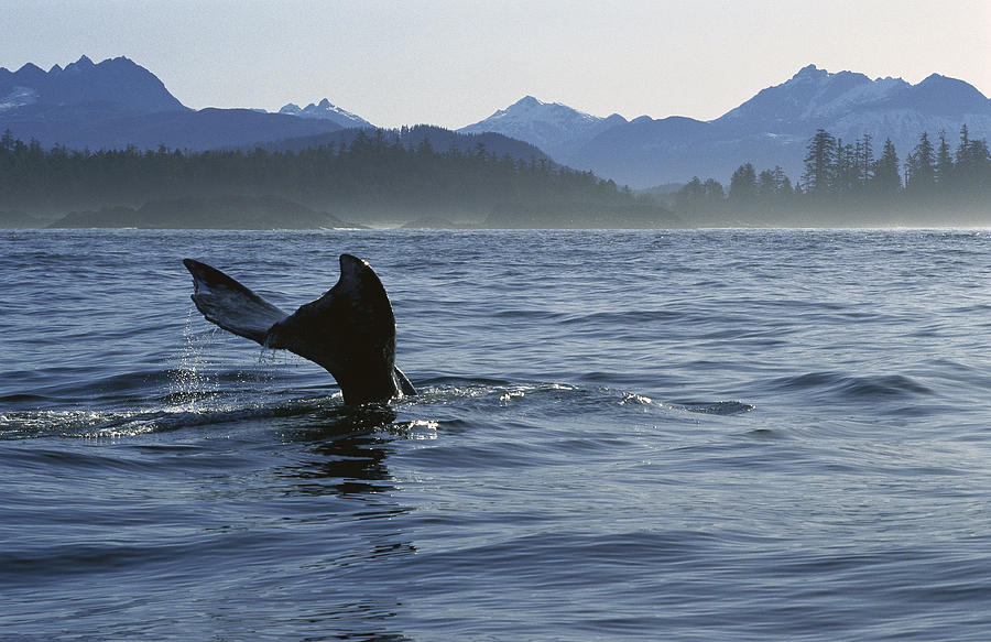 Gray Whale Tail Clayoquot Sound Canada Photograph by Flip Nicklin