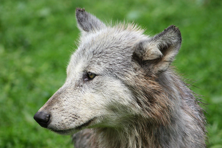Gray Wolf Photograph by Amanda Stadther