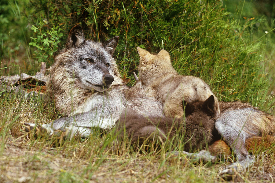 Gray Wolf And Pups Photograph by Art Wolfe