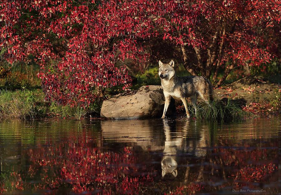 Gray Wolf At Waters Edge Photograph