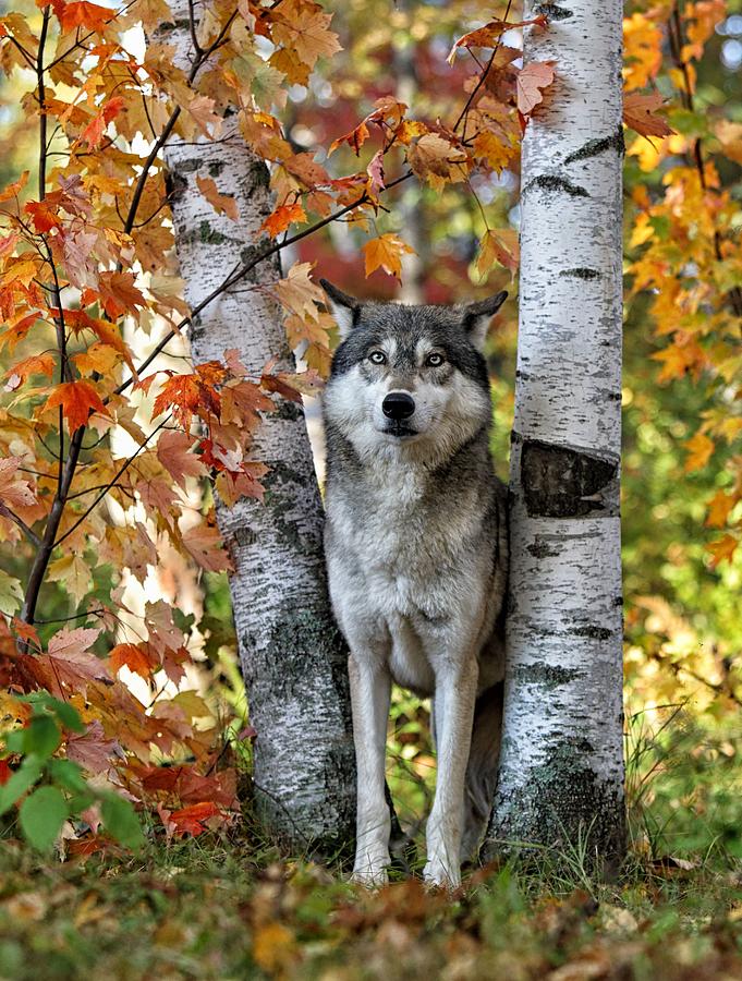 Gray Wolf Between Aspens Photograph
