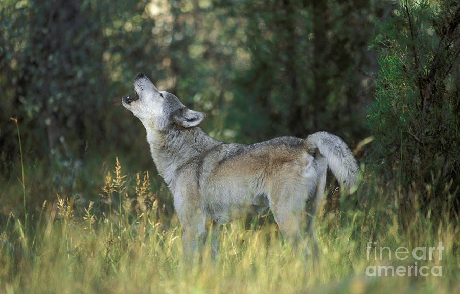 Gray Wolf Canis Lupus Howling Photograph by Ron Sanford