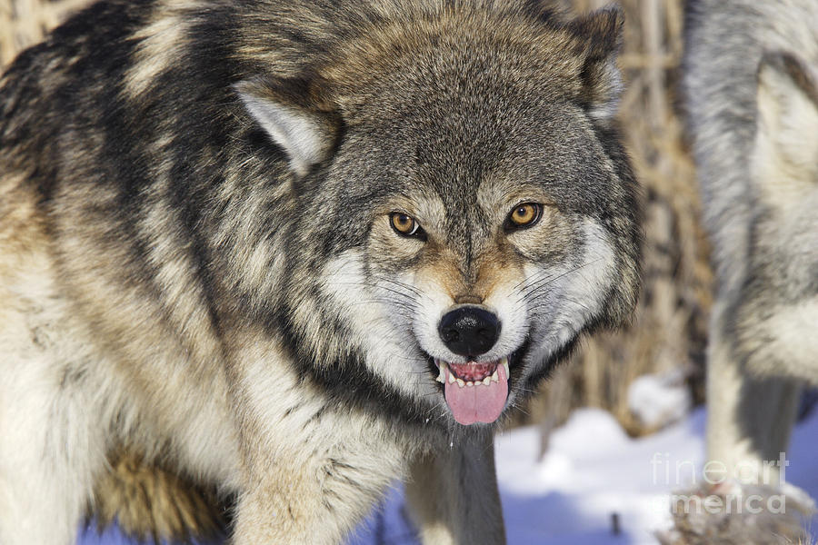 Gray Wolf, Canis Lupus Photograph by M. Watson