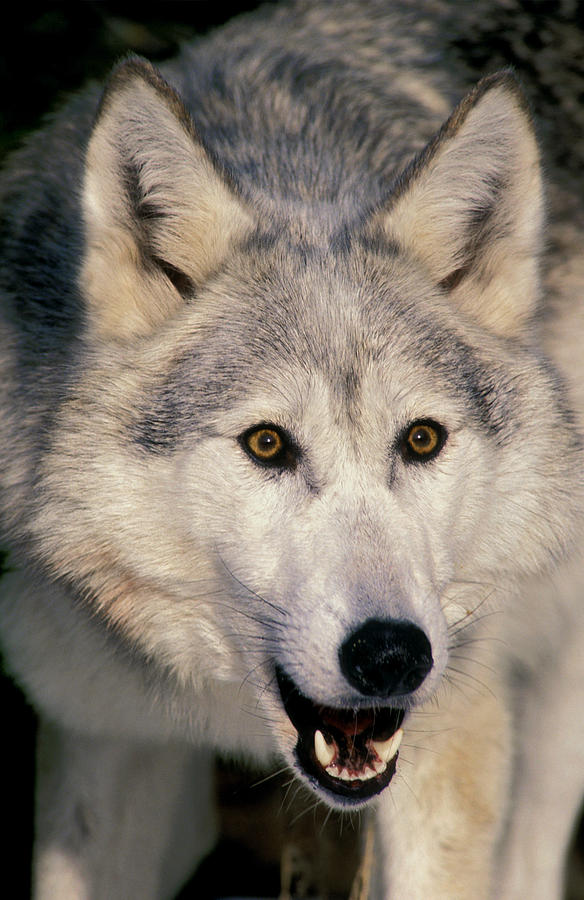 Gray Wolf Canis Lupus, Minnesota Photograph by Thomas Kitchin ...