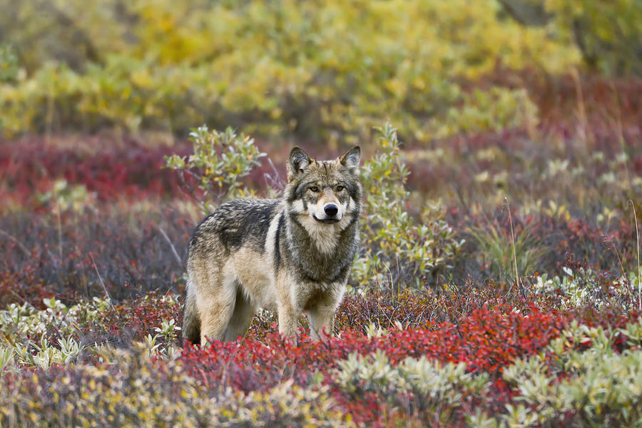 Denali National Park And Preserve Photograph - Gray Wolf Canis Lupus Walking Along by Gary Schultz
