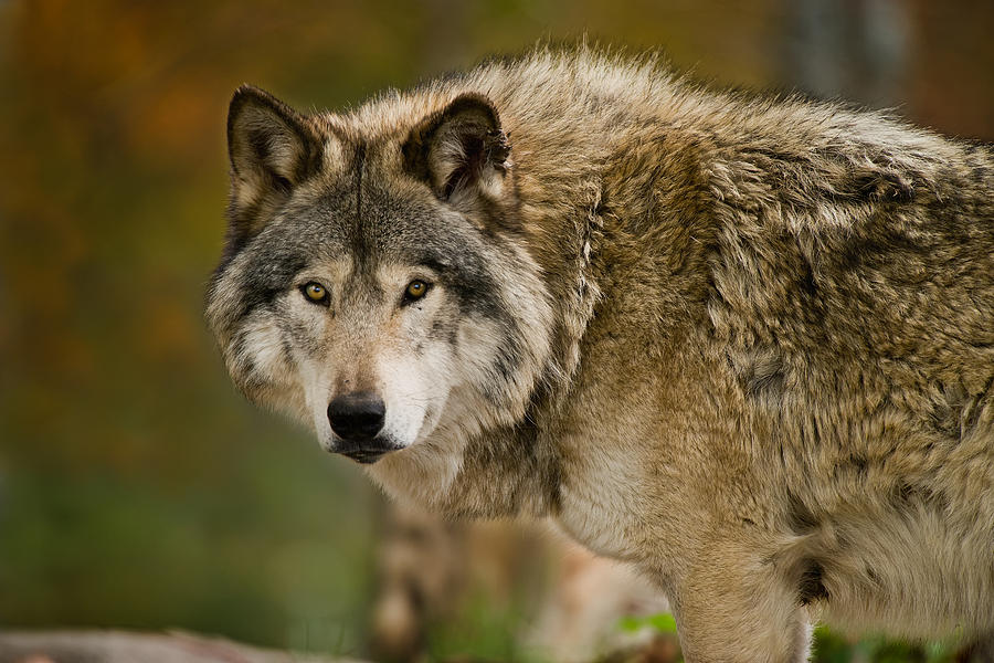 Gray wolf Photograph by Copyright Michael Cummings