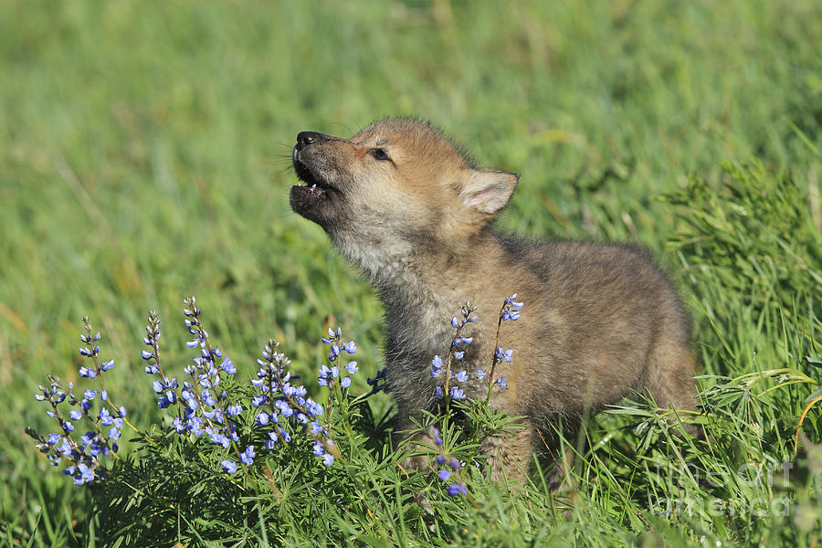 Gray Wolf Cub, Canis Lupus Photograph by M. Watson