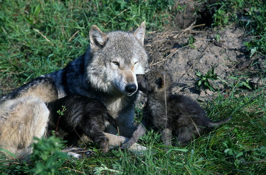Gray Wolf Cubs with Mom Photograph by Larry Allan - Fine Art America