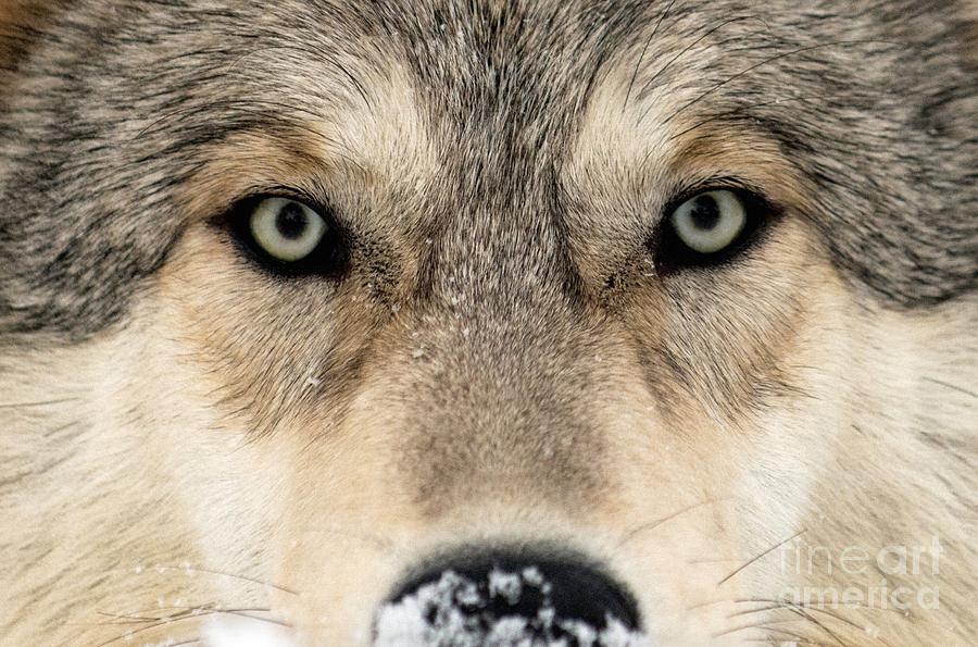 Nature Photograph - Gray Wolf Face by Louise Murray
