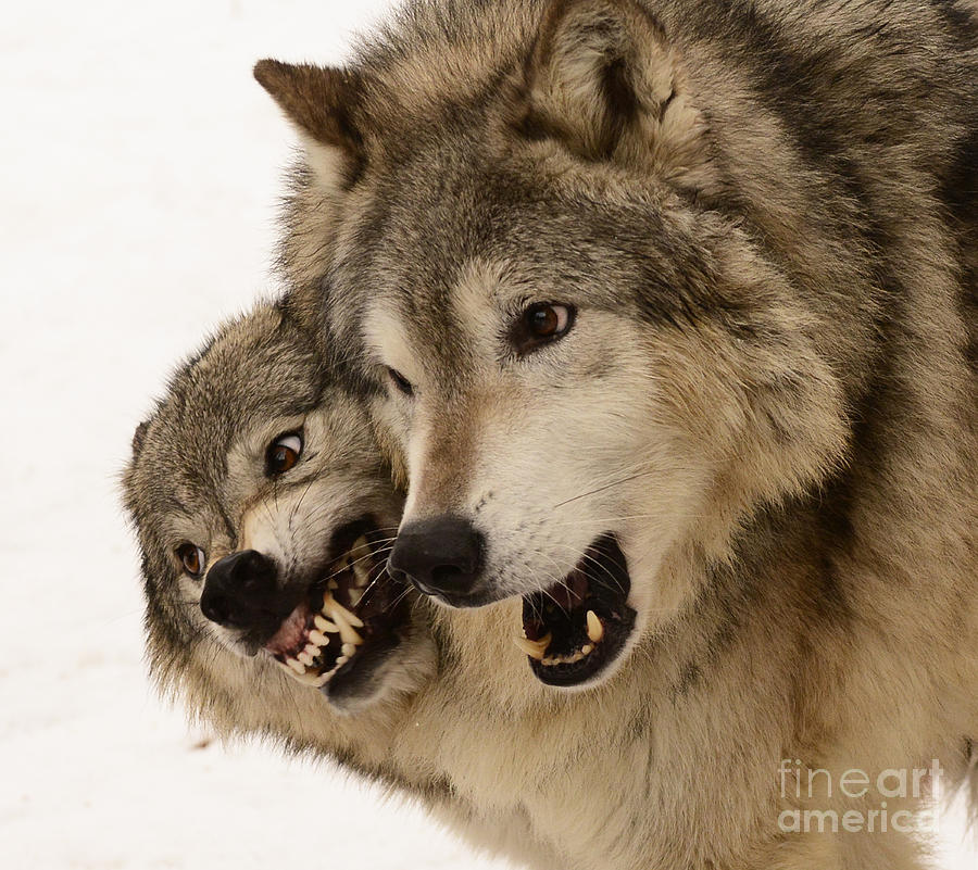 Gray Wolves #2 Photograph by Dennis Hammer
