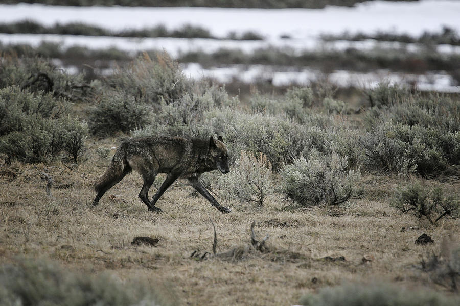 Gray Wolf Photograph by Gary Hall
