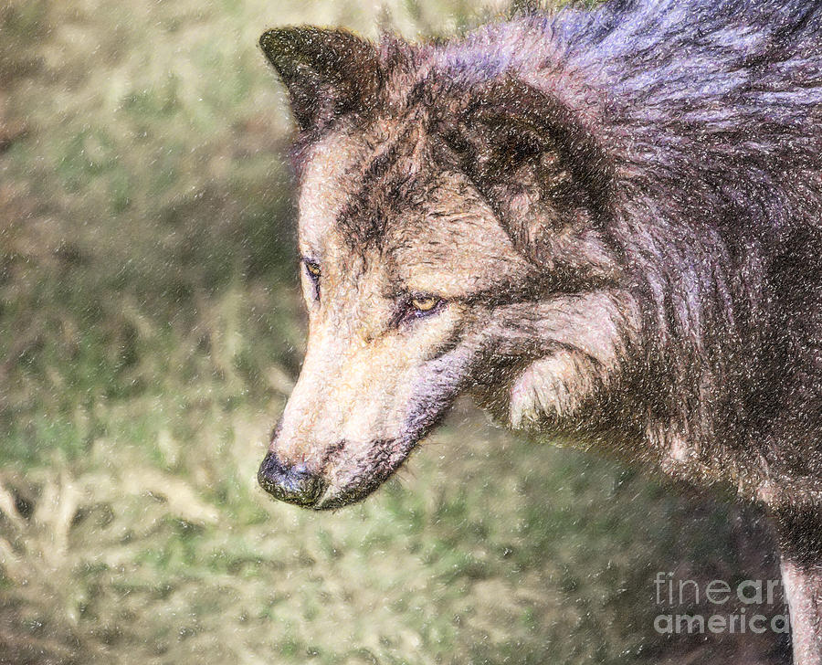 Gray Wolf Grey Wolf Canis lupus Digital Art by Liz Leyden