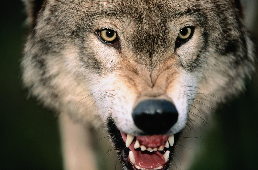 Gray Wolf Growling Photograph by James Gritz