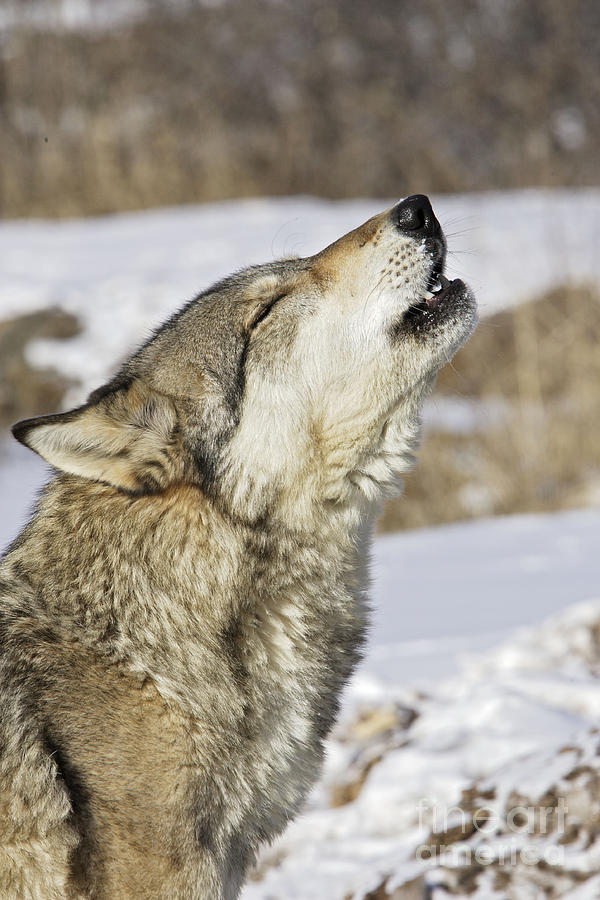 Gray Wolf Howling Photograph by M. Watson