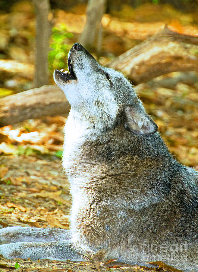 Gray Wolf Howling Photograph by Millard H. Sharp - Pixels