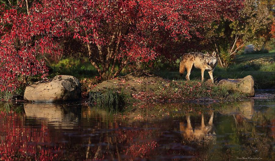Gray Wolf in Autumn Photograph by Daniel Behm