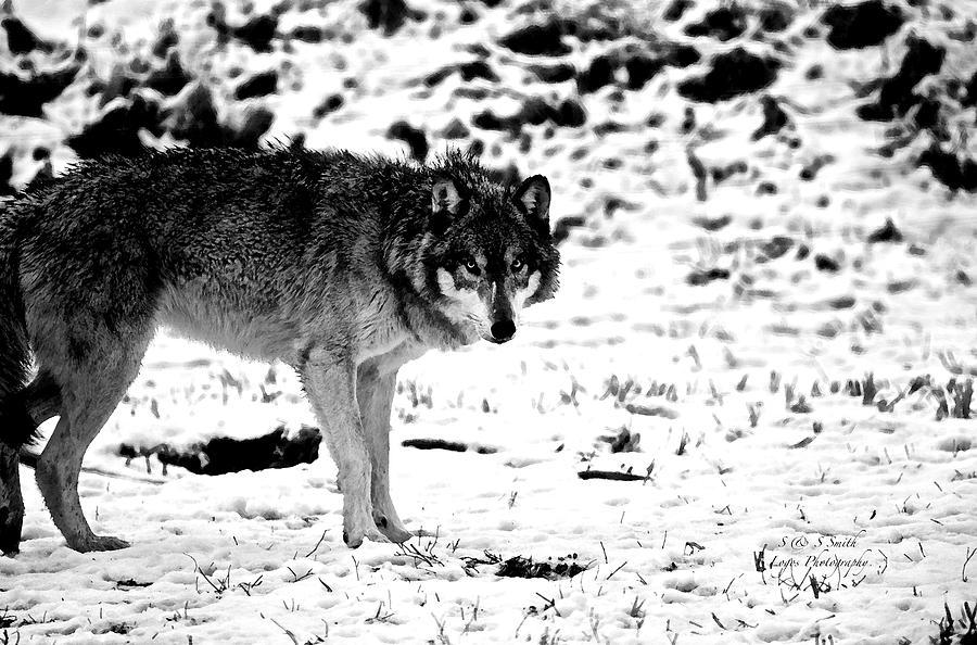 Gray Wolf in Snow Black and White Photograph by Steve and Sharon Smith