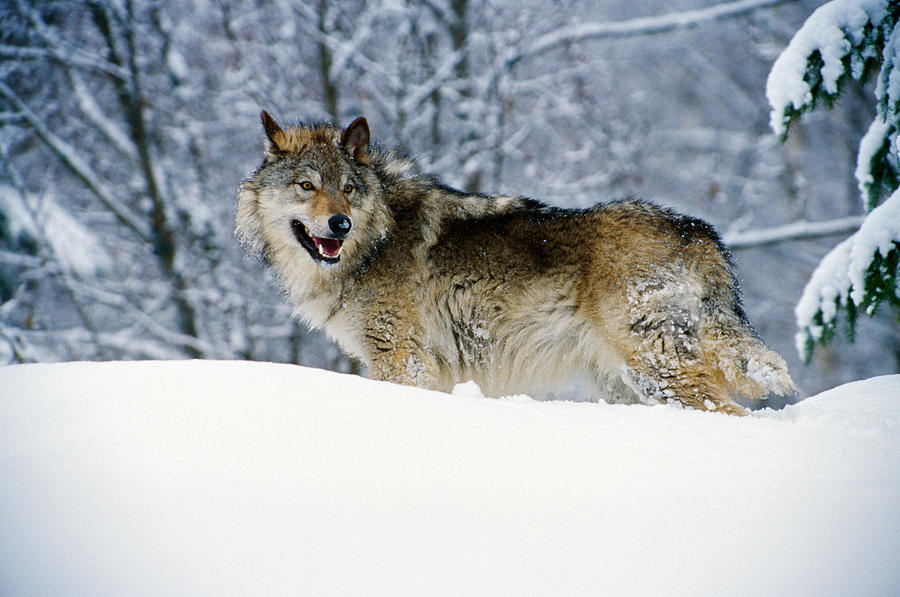 Nature Photograph - Gray Wolf In Snow, Montana, Usa by Panoramic Images
