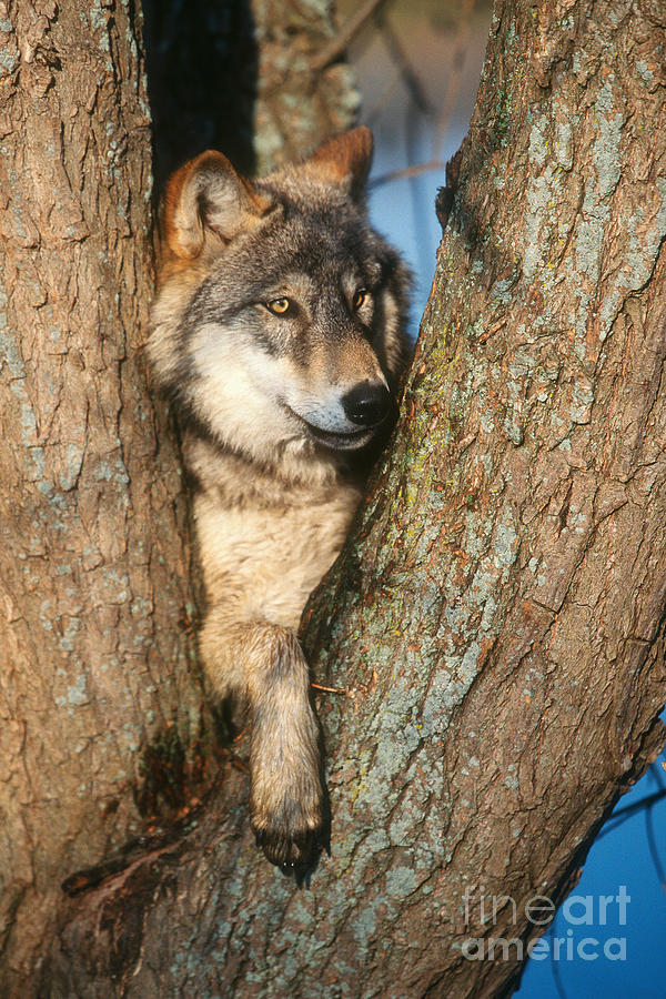 Wildlife Photograph - Gray Wolf In Tree Canis Lupus by David Davis