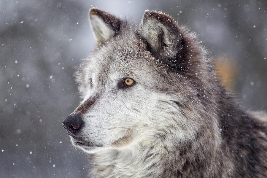 Gray Wolf  in Winter Photograph by KenCanning