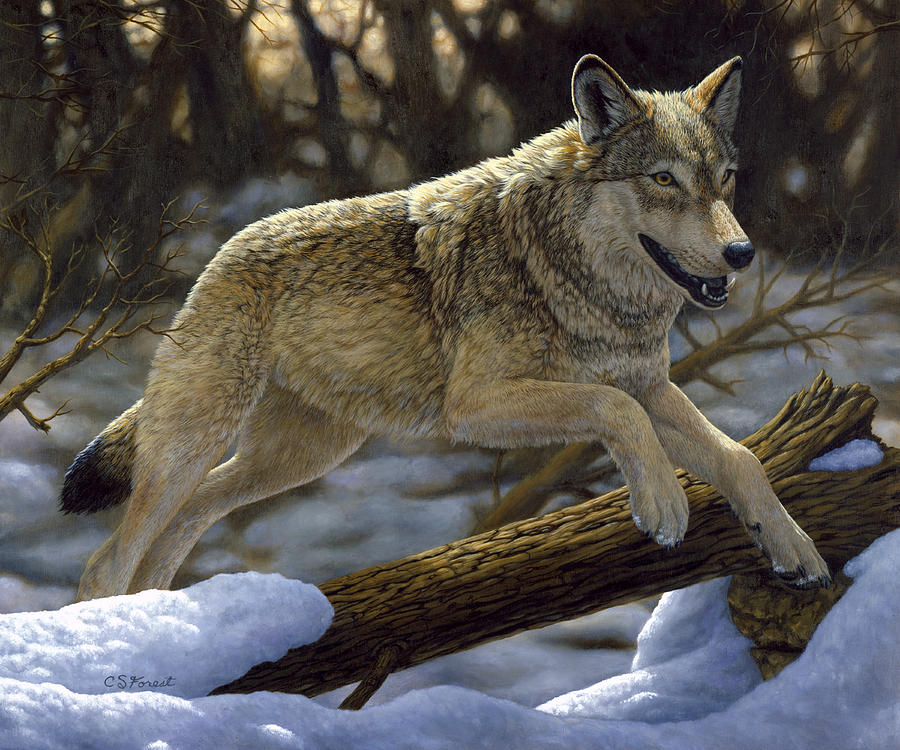 Gray Wolf Just For Fun Painting By Crista Forest   Gray Wolf Just For Fun Crista Forest 