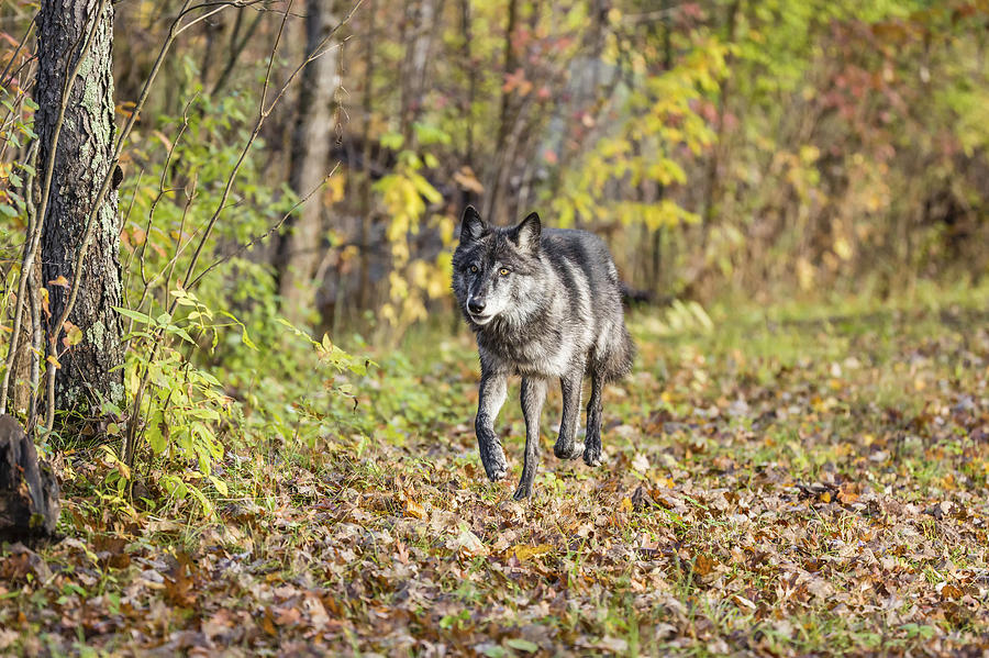 Gray Wolf Photograph by Linda Arndt