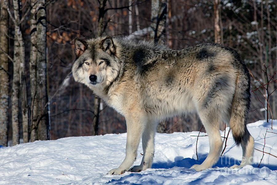 Gray Wolf majesty Photograph by Rick Mousseau - Fine Art America