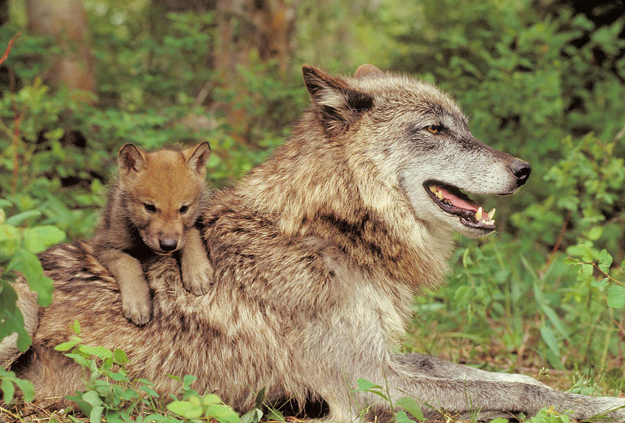 Gray Wolf Mother And Pup Photograph by Thomas And Pat Leeson